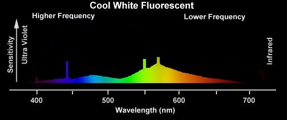 Cool White Fluorescent Spectrum